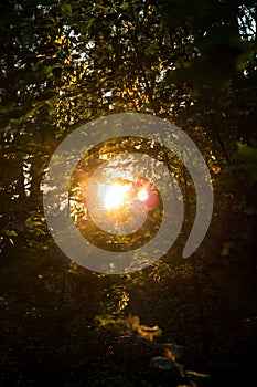 The rays of the sun penetrating through the forest thickets and foliage