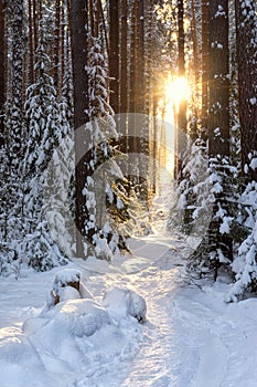 Rays of the sun in a quiet winter forest