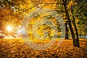 Rays of the sun through red autumn trees in Tsaritsyno