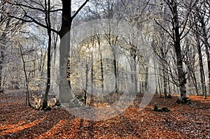 Rays of the sun and shadows in winter forest