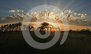 Rays of sun shine through beautifully shaped clouds behind tree silhouettes