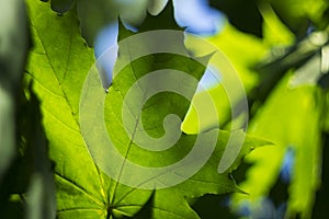 The rays of the sun Shine through the green leaves of a maple