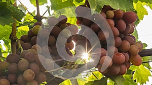 The rays of the sun shine through the juicy bunches of ripe grapes