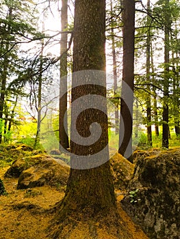 The rays of the sun shining through the trees