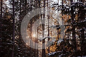 Rays of sun shining through trees