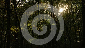 Sunrays in a dark forest