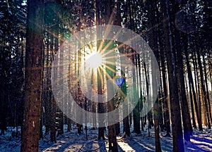 Starburst effect in spruce forest landscape by snow falling from trees