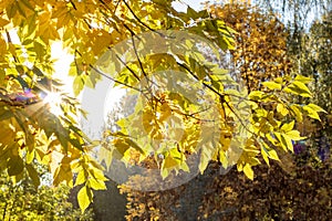 Rays of the sun among the yellow autumn leaves