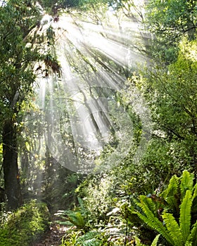 Rays of sunlight beam through dense tropical jungle