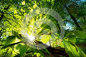 Rays of sunlight beautifully shining through green leaves