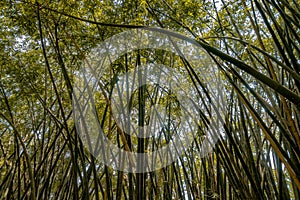 Rays of sunlight casting shadows in thick foliage of tall bamboo trees