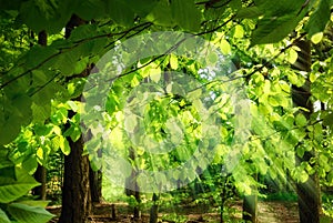 Rays of sunlight falling through leaves