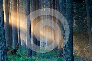 Rays of sunlight in a forest