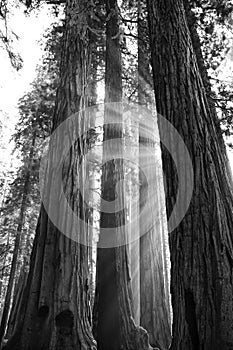 Rays of Sunlight Through Huge Giant Sequoia Redwood Trees in Black and White