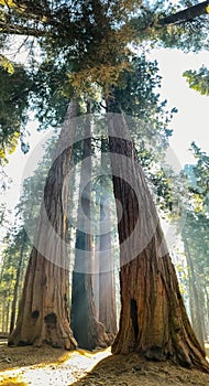 Rays of Sunlight Through Huge Trunks of Giant Sequoia Redwood Tr
