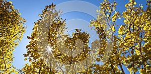 Rays of sunlight shining through a canopy of golden fall aspen trees against a blue sky background
