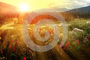 Rays of sunlight shining over a field of red wildflowers in a Colorado spring landscape