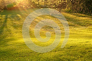 Rays of sunlight shining on to grass