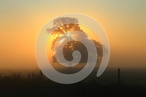 Rays of sunlight shining through tree