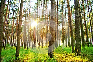 Rays of sunlight in the trees in the forest in summer