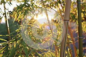 Rays of the sunset pass through the bambooleaves