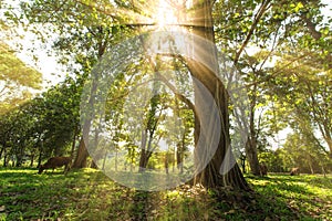 Rays of sunshine back of trees in park forest