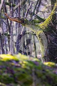 Rays of sunshine break through a wet, moss covered forest in Rijkevorsel, Antwerp, Belgium