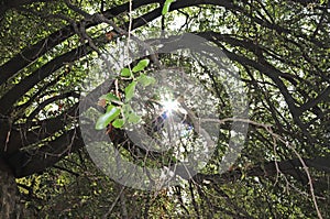Rays of sunshine through a canopy of trees