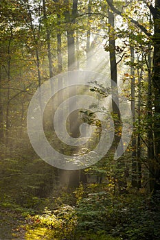 Rays of sunshine in forest