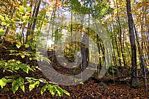 Rays of sunshine through the forest in autumn