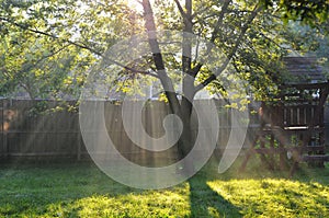 Rays of sunshine stream into a backyard