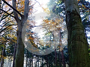 Rays of sunshine througt forest trees