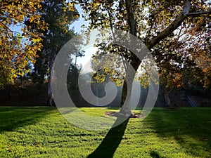 Rays of Sunshine through trees in Fall