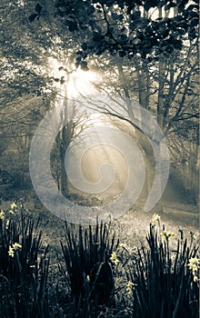 Rays of sunshine in woodland forest - sepia toned image with yellow highlights