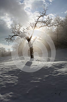 Rays and tree