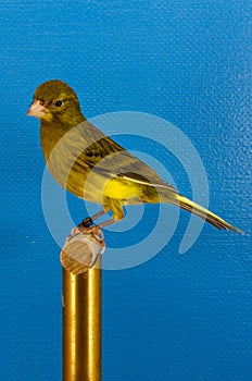 Raza Espanol Canary Bird photo