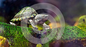Razor-backed musk turtle, Sternotherus carinatus