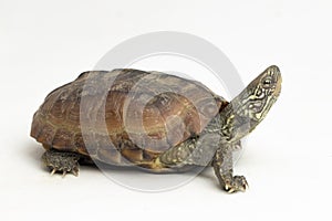 The razor-backed musk turtle (Sternotherus carinatus) isolated on white background