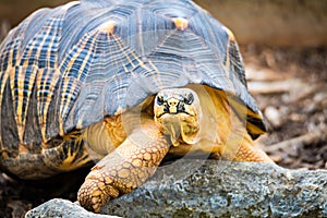 Razor-Backed Musk Turtle Sternotherus carinatus Kinosternidae