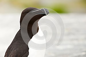 Razor-Billed Auk