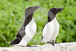 Razor-Billed Auks