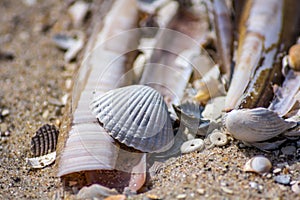 Razor and scallop shells