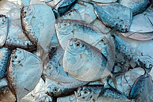 Razor moonfish mene maculata raw fish photo