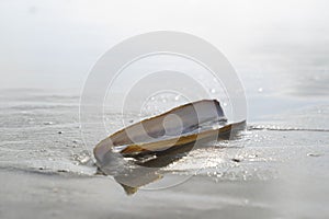 Razor shell on a sandy beach seen from above with copy space room for text. Marine theme.  Natural background. Side view. Ensis