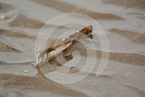 Razor shell on a wet sandy beach