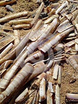 Razor Shells