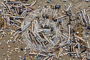 Razor shells deposited on sandy beach