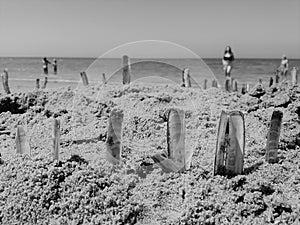 Razor shells stuck in the sand on a sunny day