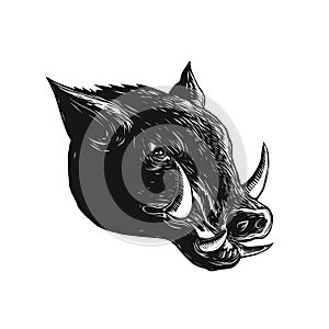 Razorback Wild Boar Scratchboard