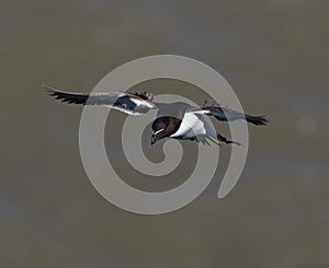 Razorbill